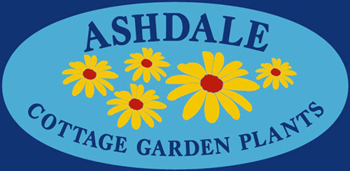 Ashdale Nursery, specialist unusual perennial nursery in Nottingham - Home