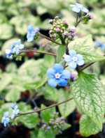 Shrubs, conifers, alpines, bedding plants