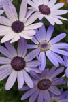 Shrubs, conifers, alpines, bedding plants